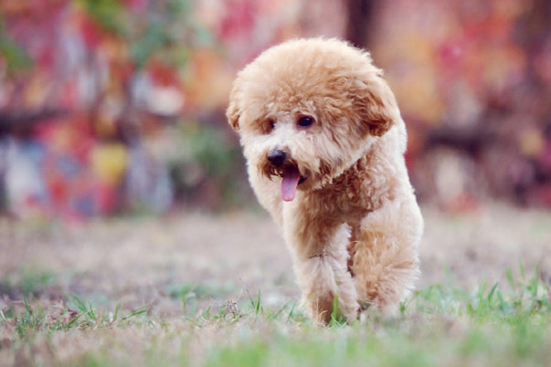 Steps for cleaning the ear canal of a Teddy dog